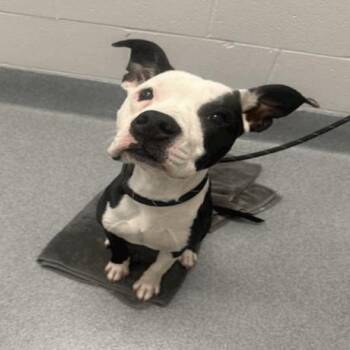 Wade -  Pit Bull Terrier and Mixed Breed Dog for Adoption in Indianapolis, Indiana - Wade | PetCurious
