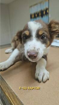 F150 Raptor Cars -  Australian Shepherd and Chihuahua Dog for Adoption in South Kingstown, Rhode Island - F150 Raptor Cars | PetCurious