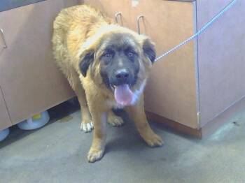Leonberger and Mixed Breed Dogs Available for Adoption in Sacramento, California - HANS | PetCurious