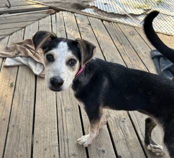 Pocket -  Australian Cattle Dog Blue Heeler and Shepherd Dog for Adoption in Colorado Springs, Colorado - Pocket | PetCurious