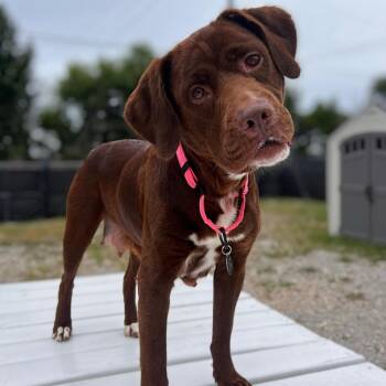 Socks/Mom -  Chocolate Labrador Retriever and Mixed Breed Dog for Adoption in St. Peters, Missouri - Socks/Mom | PetCurious