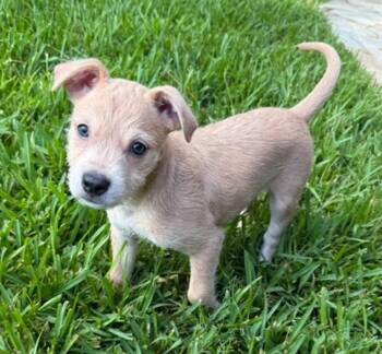 Sadie -  Border Terrier and Labrador Retriever Dog for Adoption in Sedalia, Colorado - Sadie | PetCurious