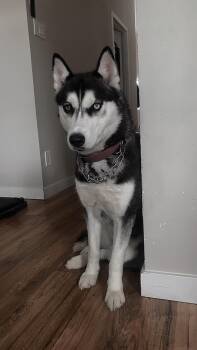 Scarlett -  Siberian Husky Dog for Adoption in Thompson, Manitoba - Scarlett | PetCurious