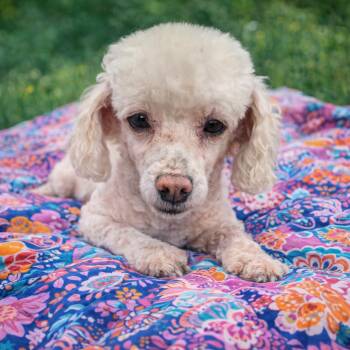 Poodle Dogs Available for Adoption in Eustis, Florida - Pearl | PetCurious