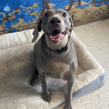 Layla AKA Lou Lou -  Weimaraner Dog for Adoption in Loxahatchee Groves, Florida - Layla AKA Lou Lou | PetCurious