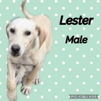 Lester -  Labrador Retriever Dog for Adoption in Manchester, Connecticut - Lester | PetCurious