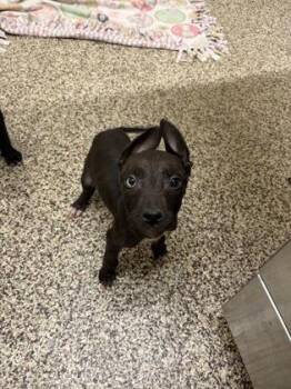 Willis -  Mixed Breed Dog for Adoption in Westland, Michigan - Willis | PetCurious