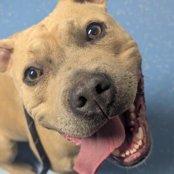 Pit Bull Terrier and Black Labrador Retriever Dogs Available for Adoption in Watertown, New York - Daisy | PetCurious