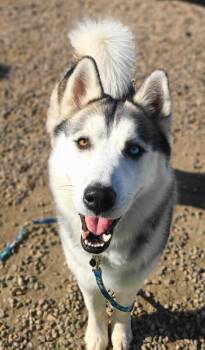 Rescue Siberian Husky Dogs for Adoption in Fruit Heights, Utah - Zeus | PetCurious
