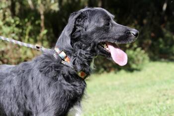 Rescue Mixed Breed Dogs for Adoption in Brazil, Indiana - OREGON | PetCurious