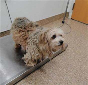 PRINCESS -  Lhasa Apso Dog for Adoption in Albuquerque, New Mexico - PRINCESS | PetCurious