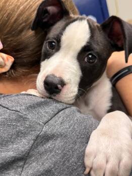 Oreo -  Pit Bull Terrier Dog for Adoption in Sapulpa, Oklahoma - Oreo | PetCurious