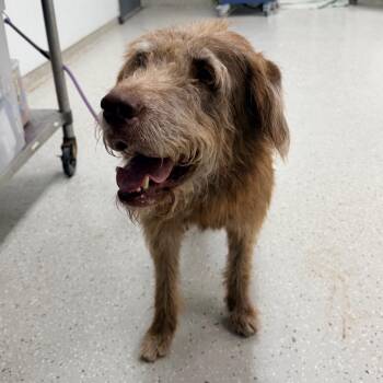 Berry -  Standard Poodle and Husky Dog for Adoption in Indianapolis, Indiana - Berry | PetCurious