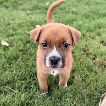 Bukkie -  Puggle and Chihuahua Dog for Adoption in Gilbert, Arizona - Bukkie | PetCurious
