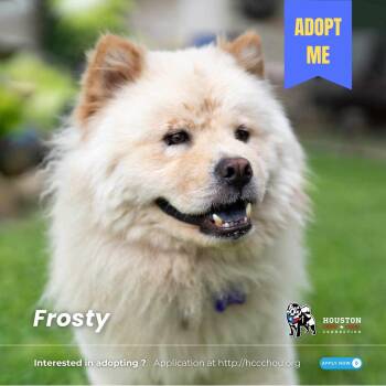 Rescue Chow Chow Dogs for Adoption in Houston, Texas - Frosty | PetCurious
