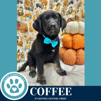 Rescue German Shepherd Dog Dogs for Adoption in Kimberton, Pennsylvania - Coffee (Spice Pups) 110825 | PetCurious