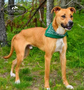 Rafikki -  Mixed Breed Dog for Adoption in Grayling, Michigan - Rafikki | PetCurious