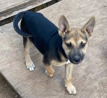 Rescue German Shepherd Dog and Belgian Shepherd Malinois Dogs for Adoption in Oklahoma City, Oklahoma - Duke | PetCurious