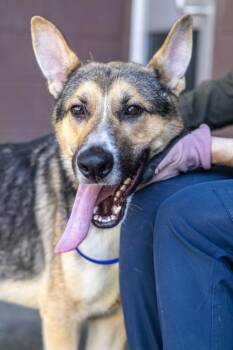 Nioh -  Mixed Breed Dog for Adoption in Chamblee, Georgia - Nioh | PetCurious