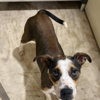 Anabel Grace -  Cattle Dog Dog for Adoption in Hiawatha, Kansas - Anabel Grace | PetCurious