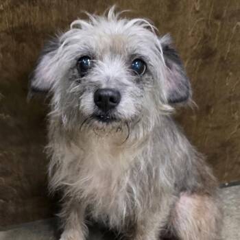 Lady Dogiva -  Terrier and Mixed Breed Dog for Adoption in Washburn, Missouri - Lady Dogiva | PetCurious