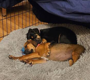 Hound Dogs Available for Adoption in Colorado Springs, Colorado - Valentino | PetCurious