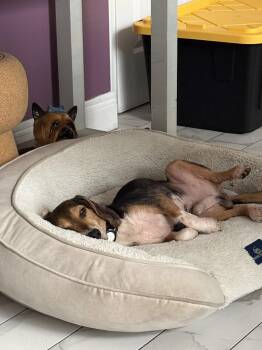 Squirt -  Beagle Dog for Adoption in Odessa, Florida - Squirt | PetCurious