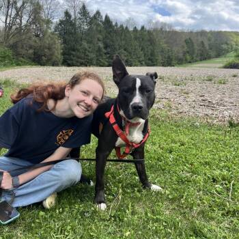 Rescue Mixed Breed Dogs for Adoption in Bangall, New York - Howard | PetCurious