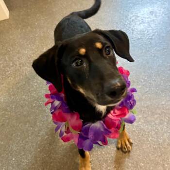 Bailey -  Labrador Retriever and Hound Dog for Adoption in Metamora, Michigan - Bailey | PetCurious