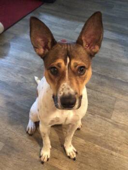 Pogo {COMING SOON} -  Jack Russell Terrier and Rat Terrier Dog for Adoption in Nashville, Tennessee - Pogo {COMING SOON} | PetCurious