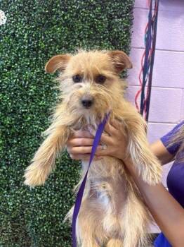 Terrier and Mixed Breed Dogs Available for Adoption in El Paso, Texas - 60869885 | PetCurious