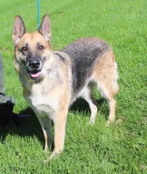Patsy (12366) -  German Shepherd Dog Dog for Adoption in Heath, Ohio - Patsy (12366) | PetCurious