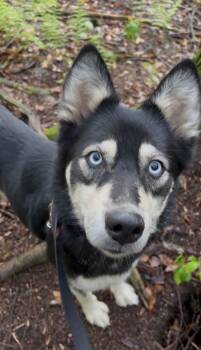 Husky and Pomeranian Dogs Available for Adoption in Millerstown, Pennsylvania - QUINOA | PetCurious