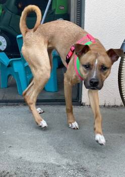 Rescue Basenji and Mixed Breed Dogs for Adoption in Labelle, Florida - Felicity | PetCurious