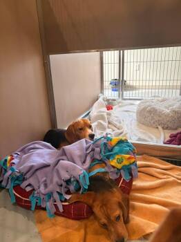B10 Markie -  Beagle Dog for Adoption in Ashland, Wisconsin - B10 Markie | PetCurious