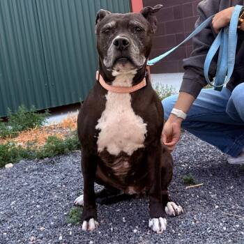 Navi -  Pit Bull Terrier and Mixed Breed Dog for Adoption in Cheyenne, Wyoming - Navi | PetCurious