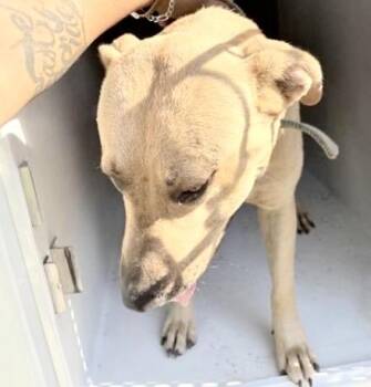 A657706 -  Pit Bull Terrier and Mixed Breed Dog for Adoption in Houston, Texas - A657706 | PetCurious