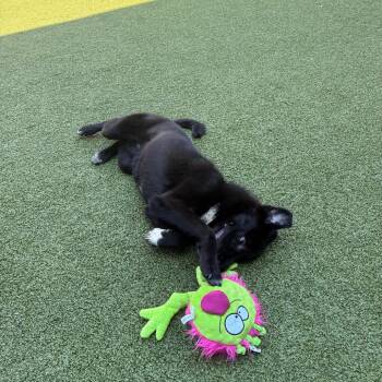 Ozone -  Border Collie and Mixed Breed Dog for Adoption in Greensboro, North Carolina - Ozone | PetCurious