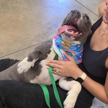 Kai -  Pit Bull Terrier Dog for Adoption in Enterprise, Alabama - Kai | PetCurious