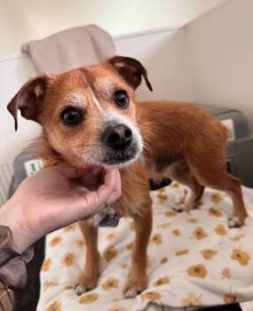 Jack Russell Terrier and Terrier Dogs Available for Adoption in Davis, California - Benny | PetCurious