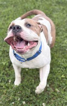 Harbor -  Mixed Breed Dog for Adoption in Jackson, Michigan - Harbor | PetCurious
