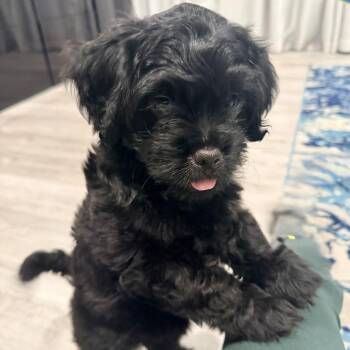 Sky - Costa Mesa Location *Available 9/5* -  Poodle and Mixed Breed Dog for Adoption in Chino Hills, California - Sky - Costa Mesa Location *Available 9/5* | PetCurious