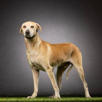 Mixed Breed Dogs Available for Adoption in Jupiter, Florida - Viejo | PetCurious