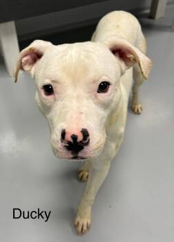 Rescue Pit Bull Terrier Dogs for Adoption in Topeka, Kansas - Ducky | PetCurious