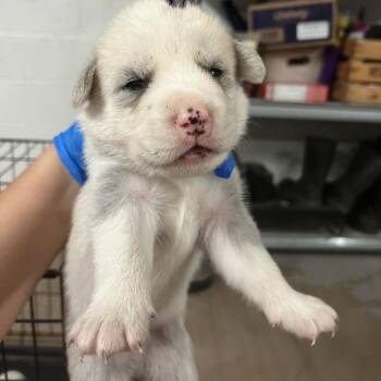 Peter -  Spitz and Mixed Breed Dog for Adoption in Edinburg, Texas - Peter | PetCurious