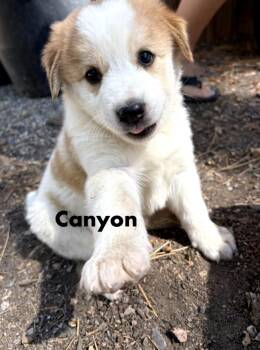Canyon -  Australian Cattle Dog Blue Heeler Dog for Adoption in Durango, Colorado - Canyon | PetCurious