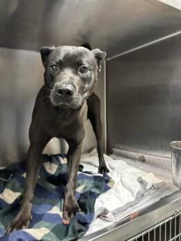 Midi -  Mixed Breed Dog for Adoption in Atlanta, Georgia - Midi | PetCurious