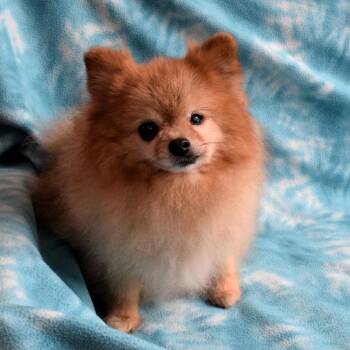Pomeranian Dogs Available for Adoption - Sue | PetCurious