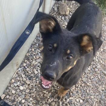 Yowie -  Cattle Dog and Mixed Breed Dog for Adoption in Taos, New Mexico - Yowie | PetCurious