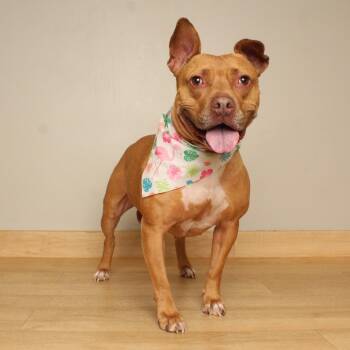 Pixies D7781 -  Pit Bull Terrier Dog for Adoption in Minnetonka, Minnesota - Pixies D7781 | PetCurious